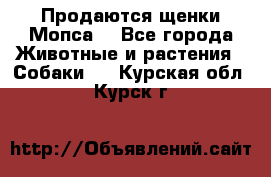 Продаются щенки Мопса. - Все города Животные и растения » Собаки   . Курская обл.,Курск г.